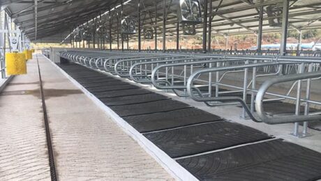 Are the Rubber Animal Mats Important for Cow Health